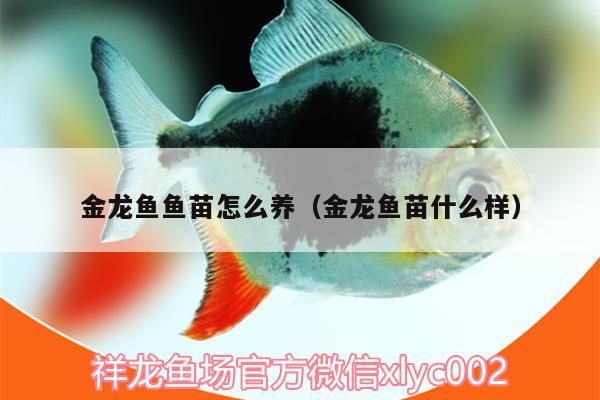 金龍魚魚苗怎么養(yǎng)（金龍魚苗什么樣）