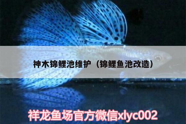 神木錦鯉池維護(hù)（錦鯉魚(yú)池改造） 印尼紅龍魚(yú)