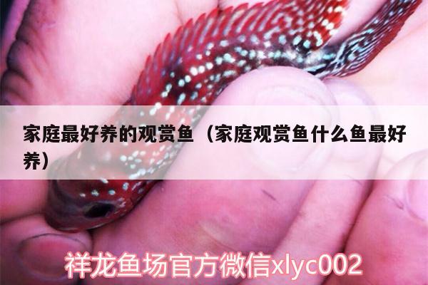 家庭最好養(yǎng)的觀賞魚（家庭觀賞魚什么魚最好養(yǎng)）