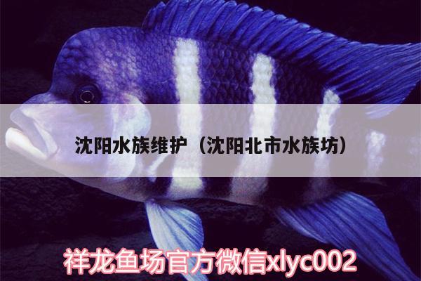 沈陽水族維護(hù)（沈陽北市水族坊） BD魟魚