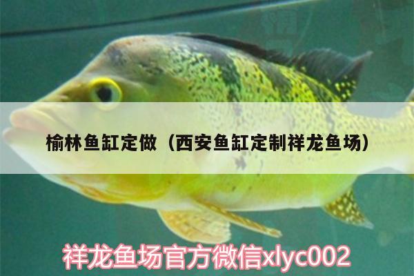 榆林魚缸定做（西安魚缸定制祥龍魚場）