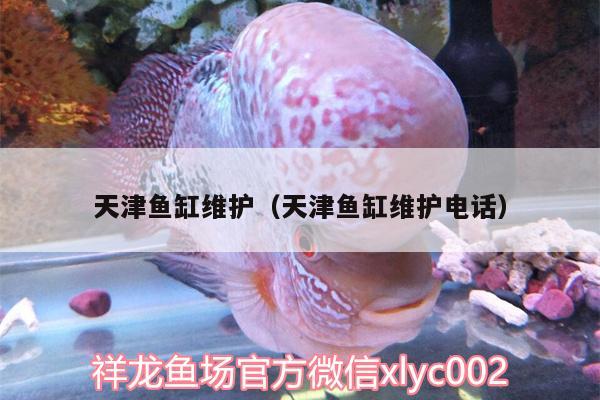 天津魚缸維護（天津魚缸維護電話） 觀賞魚飼料