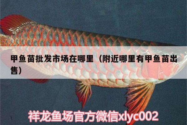 甲魚苗批發(fā)市場在哪里（附近哪里有甲魚苗出售）