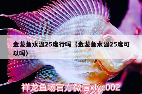 金龍魚水溫25度行嗎（金龍魚水溫25度可以嗎） 玫瑰銀版魚