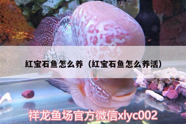 紅寶石魚(yú)怎么養(yǎng)（紅寶石魚(yú)怎么養(yǎng)活） 球鯊魚(yú)