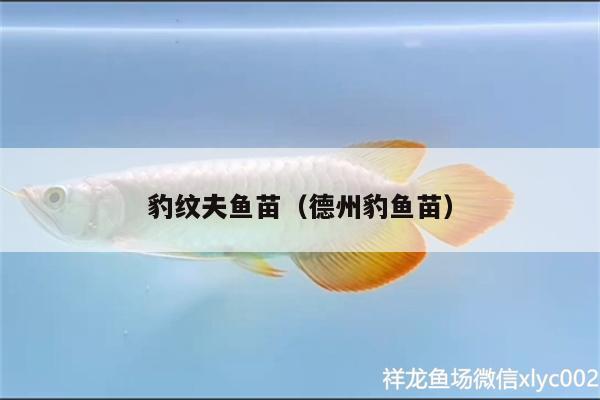 豹紋夫魚苗（德州豹魚苗） 豹紋夫魚苗