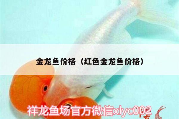 金龍魚價格（紅色金龍魚價格） 白子銀版魚苗