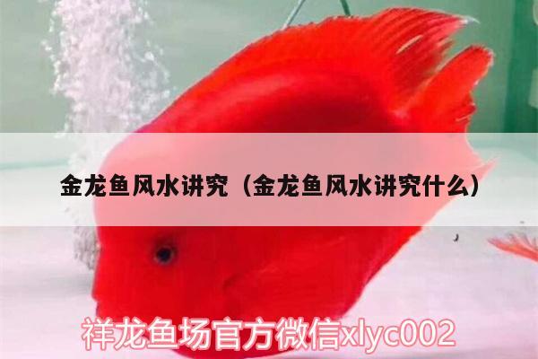 金龍魚風(fēng)水講究（金龍魚風(fēng)水講究什么） 魚缸風(fēng)水