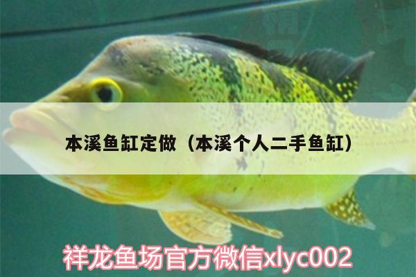 本溪魚(yú)缸定做（本溪個(gè)人二手魚(yú)缸） 暹羅巨鯉