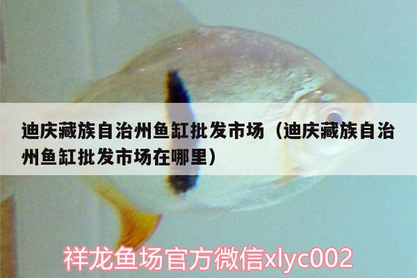 迪慶藏族自治州魚缸批發(fā)市場(chǎng)（迪慶藏族自治州魚缸批發(fā)市場(chǎng)在哪里） 奈及利亞紅圓點(diǎn)狗頭