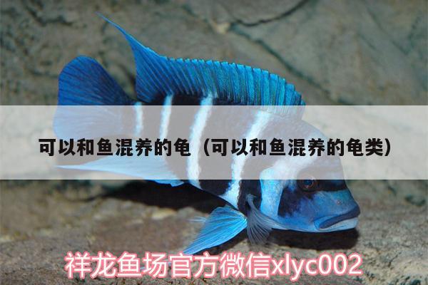 可以和魚混養(yǎng)的龜（可以和魚混養(yǎng)的龜類） 烏龜