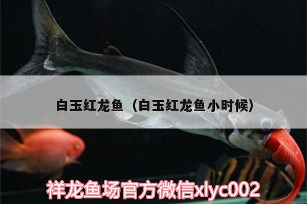 白玉紅龍魚(yú)（白玉紅龍魚(yú)小時(shí)候）