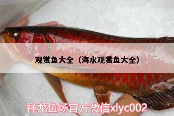 觀賞魚大全（海水觀賞魚大全）