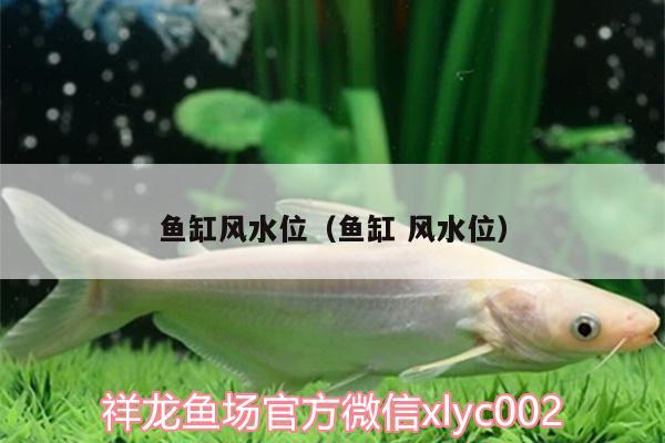 魚(yú)缸風(fēng)水位（魚(yú)缸風(fēng)水位） 魚(yú)缸風(fēng)水