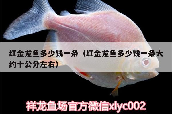 紅金龍魚(yú)多少錢(qián)一條（紅金龍魚(yú)多少錢(qián)一條大約十公分左右）