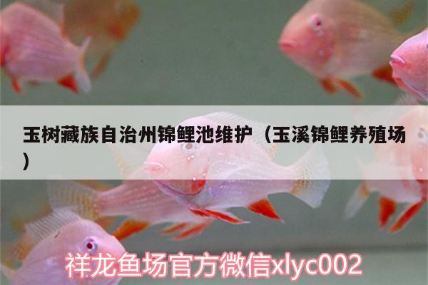 玉樹藏族自治州錦鯉池維護(hù)（玉溪錦鯉養(yǎng)殖場(chǎng)）