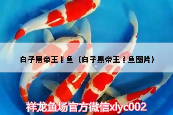 白子黑帝王魟魚（白子黑帝王魟魚圖片） 白子黑帝王魟魚