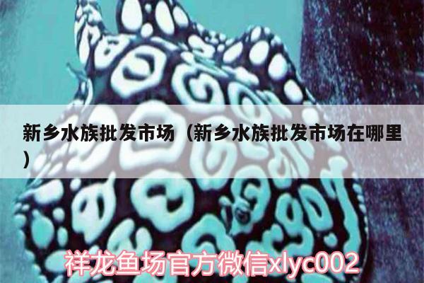 新鄉(xiāng)水族批發(fā)市場（新鄉(xiāng)水族批發(fā)市場在哪里） 觀賞魚水族批發(fā)市場