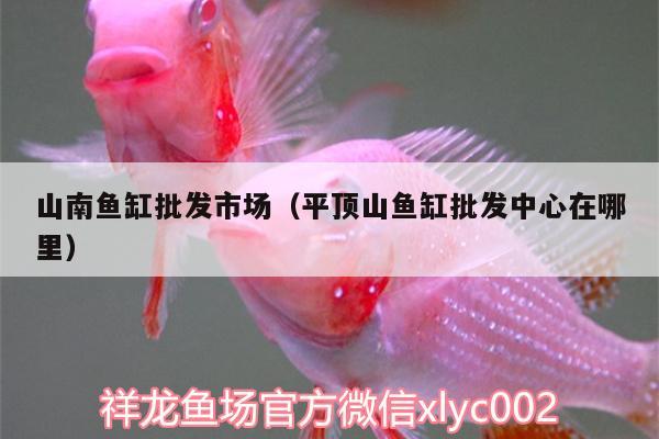 山南魚缸批發(fā)市場(chǎng)（平頂山魚缸批發(fā)中心在哪里） 三間鼠魚苗