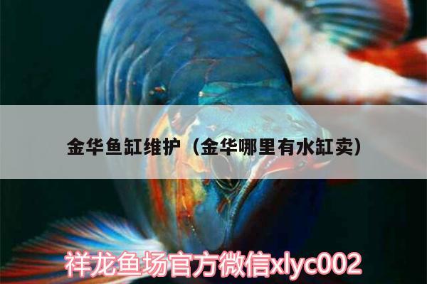 金華魚缸維護(hù)（金華哪里有水缸賣）