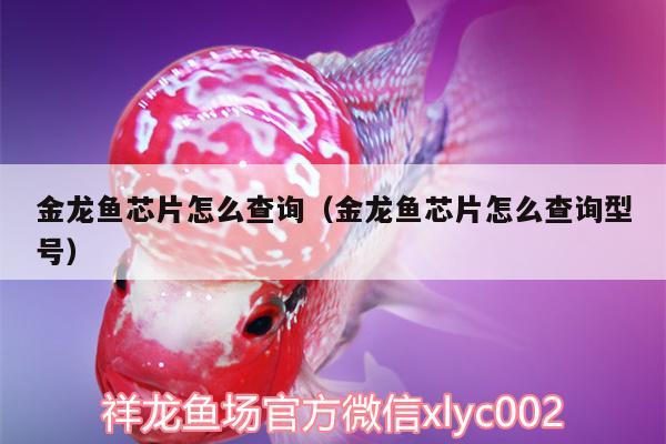 金龍魚芯片怎么查詢（金龍魚芯片怎么查詢型號） 祥龍龍魚專用水族燈