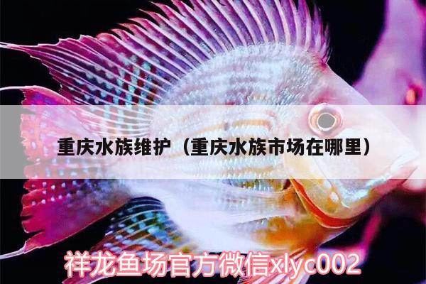 重慶水族維護(hù)（重慶水族市場在哪里） 泰龐海鰱魚