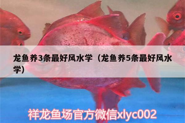 龍魚養(yǎng)3條最好風(fēng)水學(xué)（龍魚養(yǎng)5條最好風(fēng)水學(xué)） 魚缸風(fēng)水 第2張