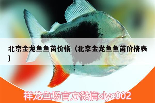 北京金龍魚(yú)魚(yú)苗價(jià)格（北京金龍魚(yú)魚(yú)苗價(jià)格表）