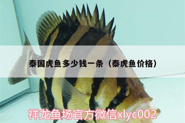 泰國(guó)虎魚多少錢一條（泰虎魚價(jià)格）