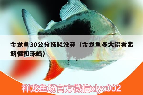 金龍魚(yú)30公分珠鱗沒(méi)亮（金龍魚(yú)多大能看出鱗框和珠鱗）