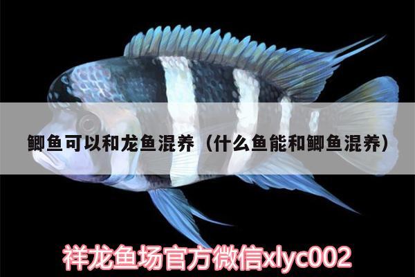 鯽魚(yú)可以和龍魚(yú)混養(yǎng)（什么魚(yú)能和鯽魚(yú)混養(yǎng)）