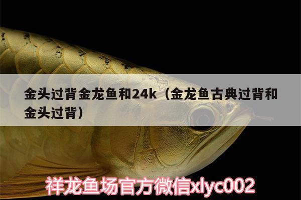 金頭過背金龍魚和24k（金龍魚古典過背和金頭過背） 金龍魚百科