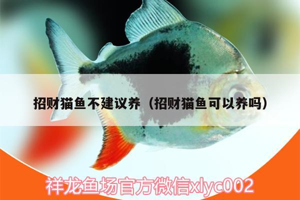 招財貓魚不建議養(yǎng)（招財貓魚可以養(yǎng)嗎） 造景/裝飾