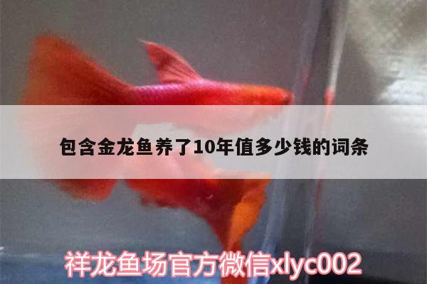 包含金龍魚養(yǎng)了10年值多少錢的詞條 黑桃A魚