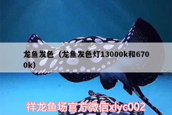 龍魚發(fā)色（龍魚發(fā)色燈13000k和6700k） 蘇虎苗（蘇門答臘虎魚苗）