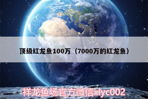 頂級紅龍魚100萬（7000萬的紅龍魚）