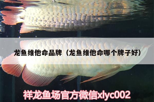 龍魚維他命品牌（龍魚維他命哪個牌子好） 元寶鳳凰魚