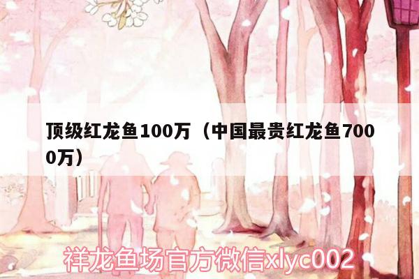 頂級紅龍魚100萬（中國最貴紅龍魚7000萬）