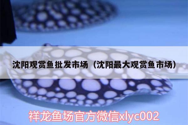 沈陽觀賞魚批發(fā)市場(chǎng)（沈陽最大觀賞魚市場(chǎng)）