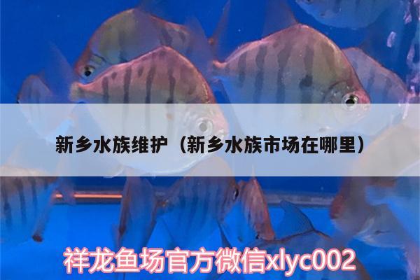 新鄉(xiāng)水族維護(hù)（新鄉(xiāng)水族市場(chǎng)在哪里） 紅眼黃化幽靈火箭魚|皇家火箭魚