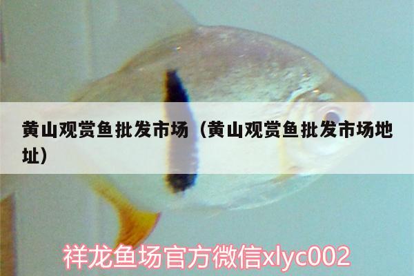 黃山觀賞魚批發(fā)市場(chǎng)（黃山觀賞魚批發(fā)市場(chǎng)地址） 觀賞魚批發(fā)