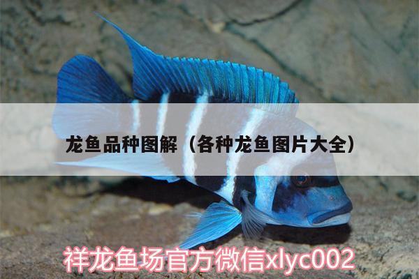 龍魚品種圖解（各種龍魚圖片大全） 大日玉鯖魚