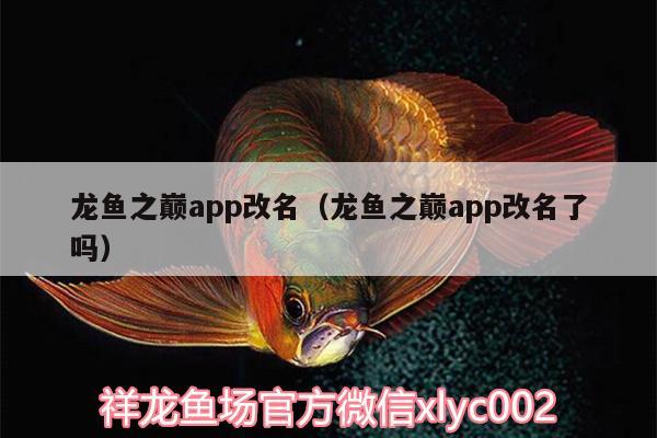 龍魚(yú)之巔app改名（龍魚(yú)之巔app改名了嗎）