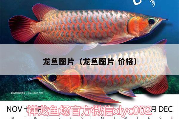 龍魚(yú)圖片（龍魚(yú)圖片價(jià)格） 夢(mèng)幻雷龍魚(yú)