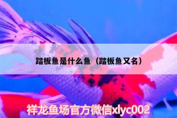 踏板魚(yú)是什么魚(yú)（踏板魚(yú)又名）