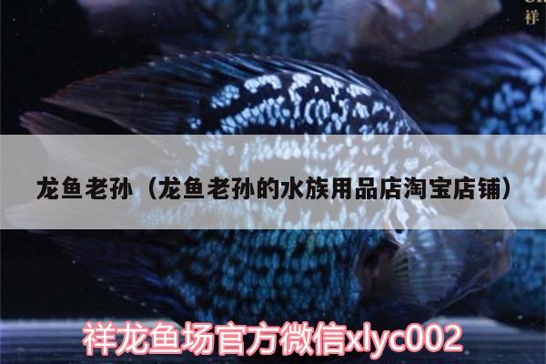 龍魚老孫（龍魚老孫的水族用品店淘寶店鋪）