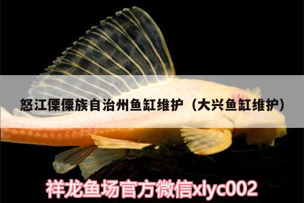 怒江傈僳族自治州魚缸維護(hù)（大興魚缸維護(hù)） 暹羅巨鯉