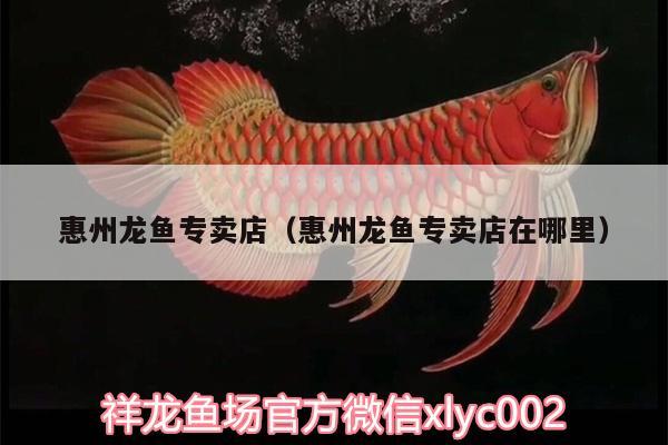 惠州龍魚專賣店（惠州龍魚專賣店在哪里）