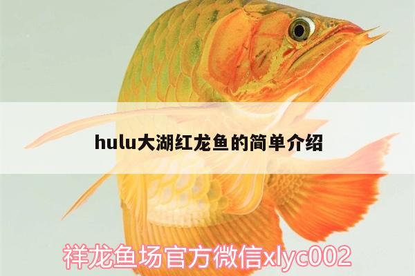 hulu大湖紅龍魚的簡單介紹 大湖紅龍魚