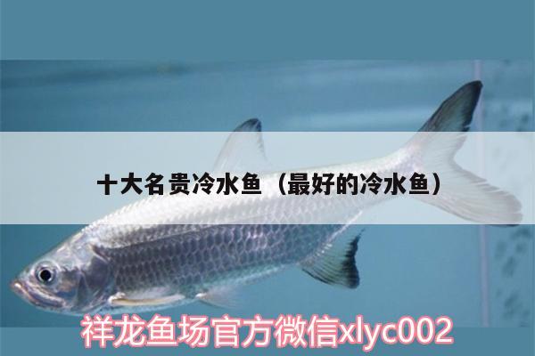 十大名貴冷水魚(yú)（最好的冷水魚(yú)） 水族燈（魚(yú)缸燈）